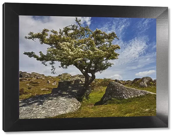 A classic Dartmoor scene, a hawthorn tree in flower in early summer on Bonehill Rocks