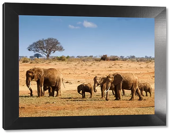 Elephants parade (Loxodonta africana), Tsavo East National Park, Kenya, East Africa