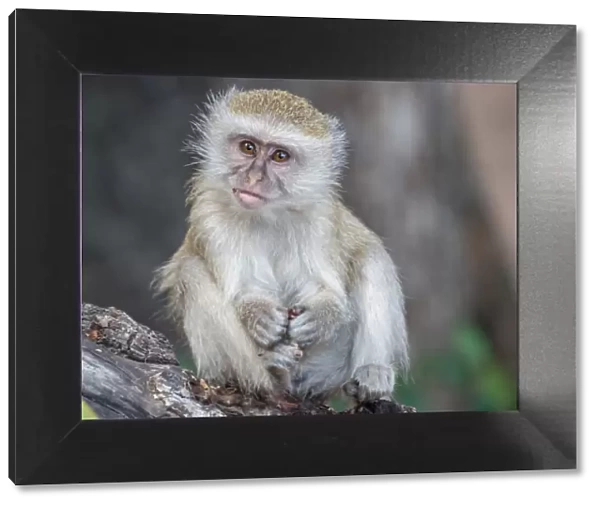 Portrait of young vervet monkey (Chlorocebus pygerythrus), on a branch