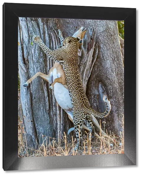 Leopard (Panthera pardus), taking impala (Aepyceros melampus) up into tree