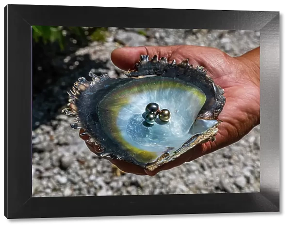Pearl in a shell with Mother of Pearl, Gaugain Pearl Farm, Rangiroa atoll, Tuamotus, French Polynesia, South Pacific, Pacific