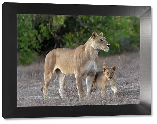 Lioness (Panthera leo) and cub, Chobe National Park, Botswana, Africa