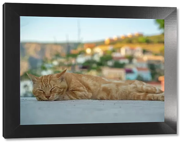 Cat dozing in Assos in golden hour, Assos, Kefalonia, Ionian Islands, Greek Islands, Greece, Europe