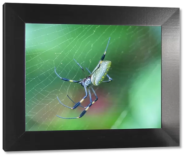 An adult golden silk spider (Trichonephila clavipes) in its web, Caletas, Costa Rica, Central America