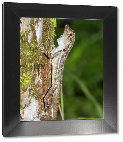 An adult border anole (Anolis limifrons) shedding its skin in a tree at Playa Blanca, Costa Rica, Central America