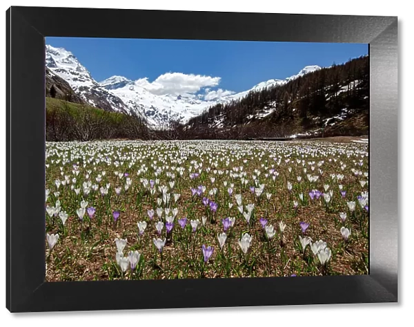 Colorful crocus in bloom flowering in meadows in spring, Fedoz valley, Bregaglia, Engadine, Canton of Graubunden, Switzerland, Europe
