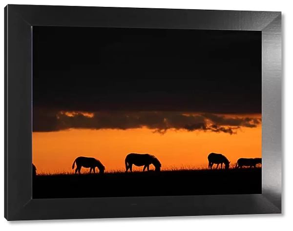 Plains Zebra at dusk (Equus Quagga), Maasai Mara, Mara North, Kenya, East Africa, Africa