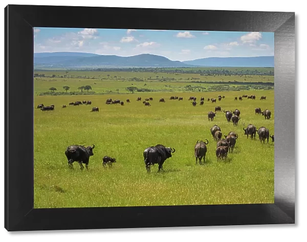 Buffalo (Bubalus Bubalis) (Syncerus caffer), Maasai Mara, Mara North, Kenya, East Africa, Africa