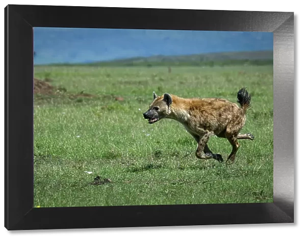 Hyena (Hyaenidae), Maasai Mara, Mara North, Kenya, East Africa, Africa