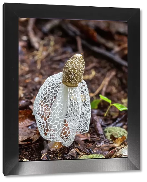 Bridal veil stinkhorn (Phallus indusiatus), growing on Waigeo Island, Raja Ampat, Indonesia, Southeast Asia, Asia