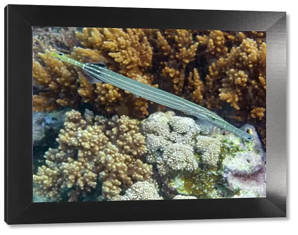 An adult trumpetfish (Aulostomus chinensis), off the reef on Bangka Island, near Manado, Indonesia, Southeast Asia