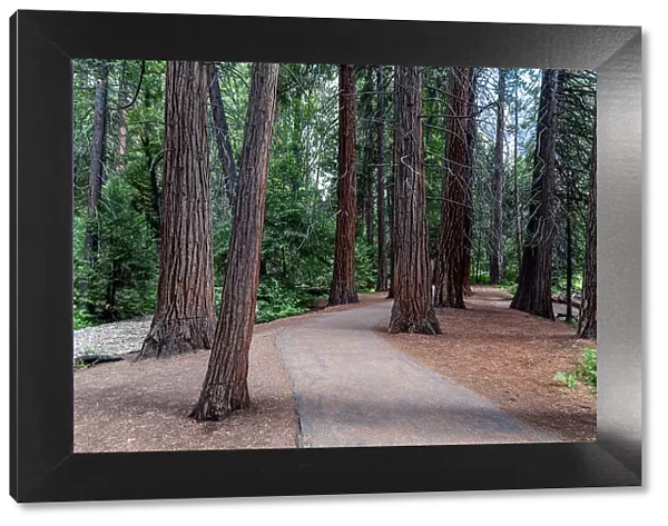 Sequoia trees in the Yosemite National Park, UNESCO World Heritage Site, California, United States of America, North America