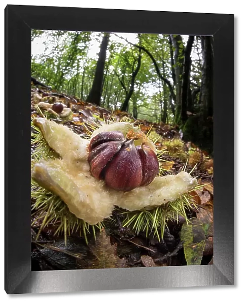 Sweet Chestnut (Castanea sativa) open fruits, amongst leaf litter on woodland floor, United Kingdom, Europe