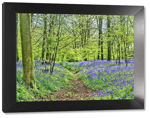Bluebell wood near Hailsham, East Sussex, England, United Kingdom, Europe