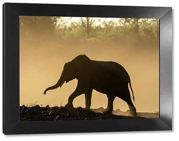 African elephant (Loxodonta africana) in silhouette, Mashatu Game Reserve, Botswana, Africa