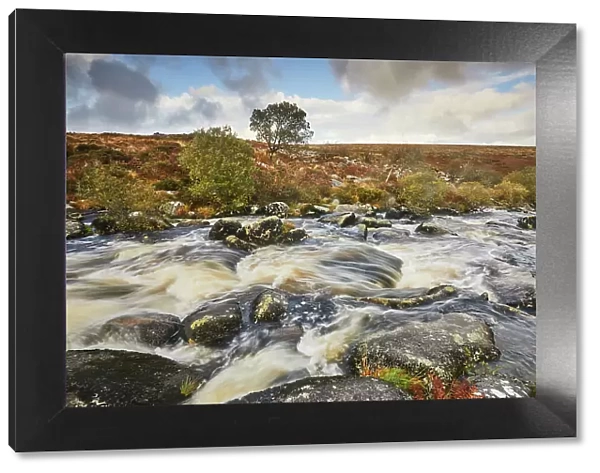 The upper River Teign in autumn, flowing across Gidleigh Common, near Chagford, Dartmoor National Park, Devon, England, United Kingdom, Europe