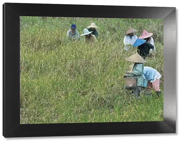 Women picking rice, Serian, Sarawak, Malaysian Borneo, Malaysia, Southeast Asia, Asia