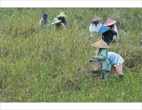 Women picking rice, Serian, Sarawak, Malaysian Borneo, Malaysia, Southeast Asia, Asia