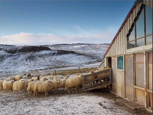 Icelandic sheep near Lake Lagarfljot (Logurinn), near Egilsstadir, Fljotdalsherad valley