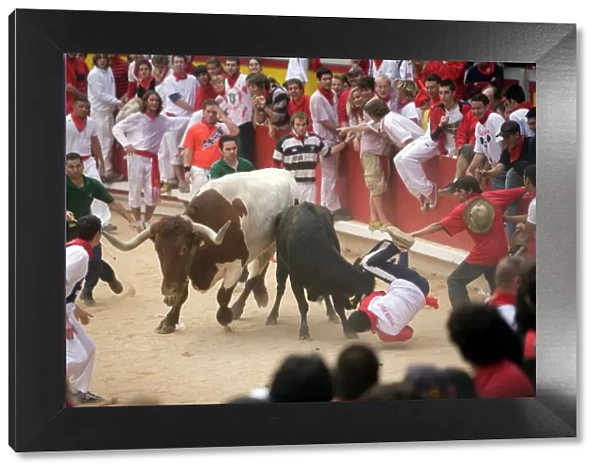 Running of the bulls, San Fermin festival, Plaza de Toros, Pamplona, Navarra
