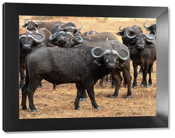Buffalo lowing in Murchison Falls National Park, Uganda, East Africa, Africa