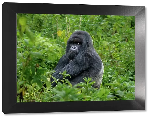 A Silverback mountain gorilla, a member of the Agasha family in the mountains of Volcanos National Park, Rwanda, Africa