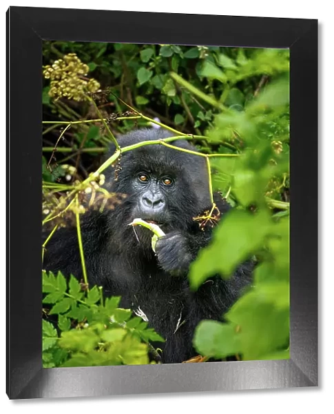 A mountain gorilla, a member of the Agasha family in the mountains of Volcanos National Park, Rwanda, Africa