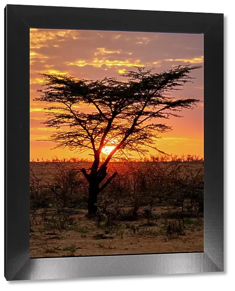 Sunrise behind a tree in the Maasai Mara, Kenya, East Africa, Africa