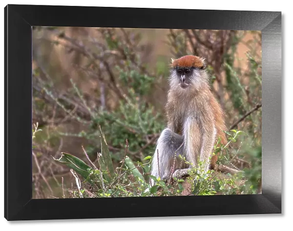 Vervet monkey in Murchison Falls National Park, Uganda, East Africa, Africa