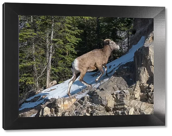 Rocky mountain bighorn sheep female (Ovis canadensis) on a wintry mountain, Jasper National Park, UNESCO World Heritage Site, Alberta, Canada, North America