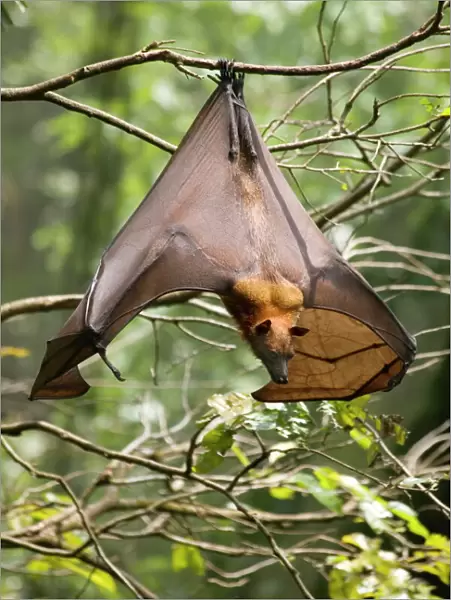 Fruit Bat (Flying Fox) (Chiroptera, Pteropodidae)