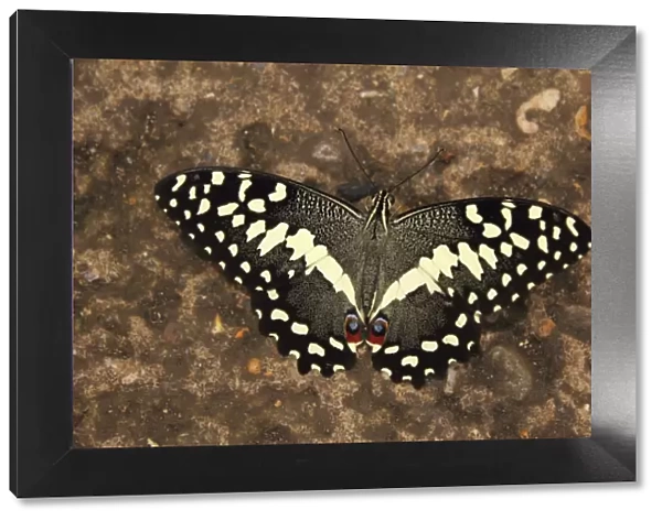 Lime Swallowtail Butterfly (Papilio demoleus)