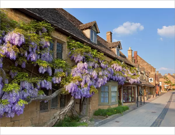 Purple flowering wisteria on a Cotswold stone house wall in the village of Broadway
