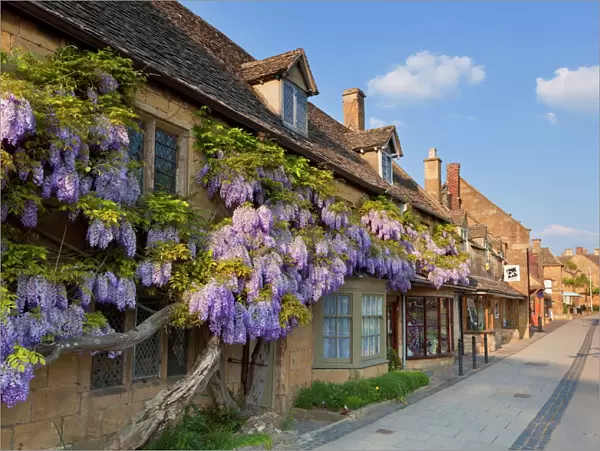 Purple flowering wisteria on a Cotswold stone house wall in the village of Broadway
