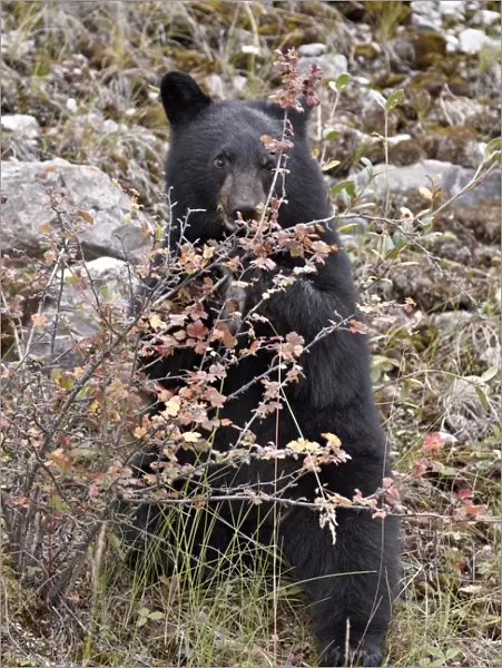 Black bear (Ursus americanus) cub eating Canadian gooseberry berries, Jasper National Park, Alberta, Canada, North America