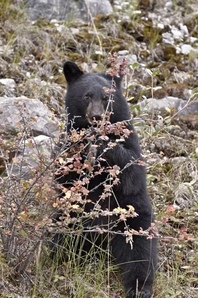 Black bear (Ursus americanus) cub eating Canadian gooseberry berries, Jasper National Park, Alberta, Canada, North America