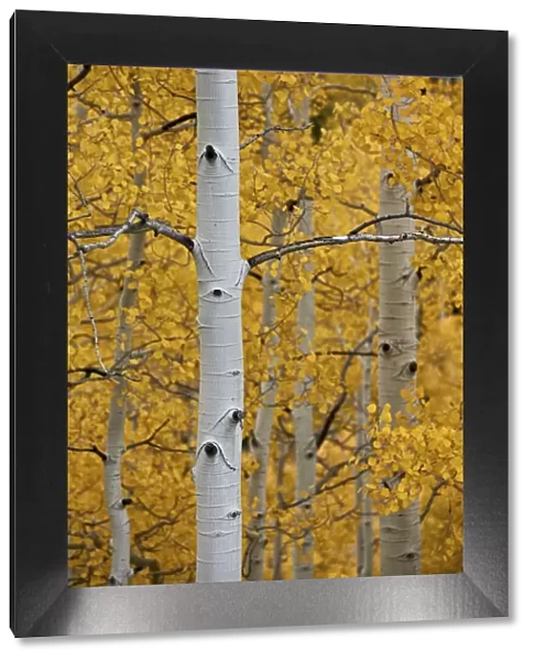 Aspen trunks among yellow leaves, Uncompahgre National Forest, Colorado, United States of America, North America