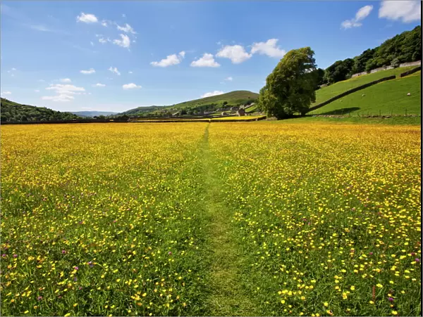 Path across buttercup meadows at Gunnerside in Swaledale, Yorkshire Dales, Yorkshire, England, United Kingdom, Europe