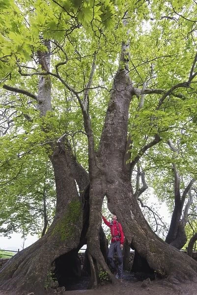 A 2000 year old Platan tree, independent Armenian enclave officially within Azerbaijan