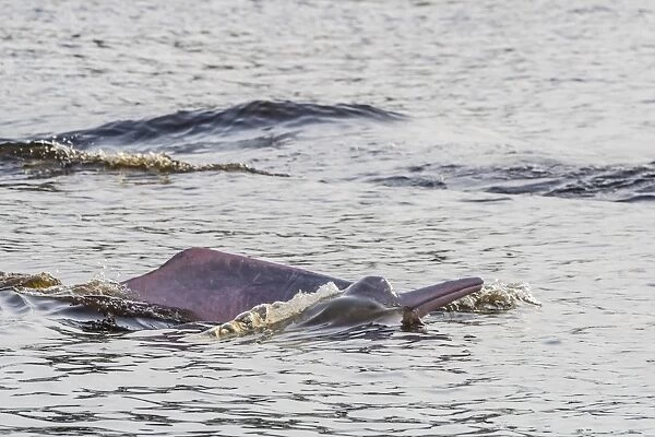 Adult Amazon pink river dolphins (Inia geoffrensis) surfacing in the Pacaya-Samiria Nature Reserve