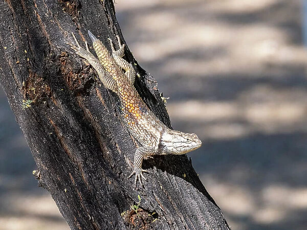 An adult desert spiny lizard (Sceloporus magister), Brandi Fenton Park, Tucson, Arizona, United States of America, North America