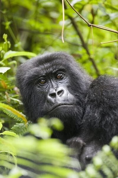 Adult female mountain gorilla (Gorilla gorilla beringei)