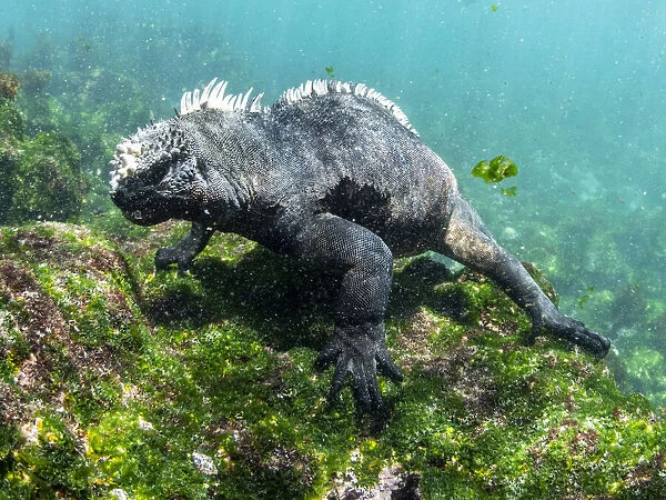 Adult male Galapagos marine iguana (Amblyrhynchus cristatus), underwater