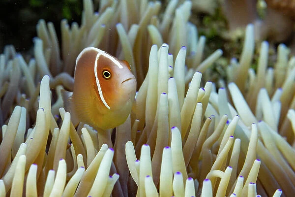 An adult pink skunk anemonefish (Amphiprion perideraion), swimming on the reef off Bangka Island, Indonesia, Southeast Asia