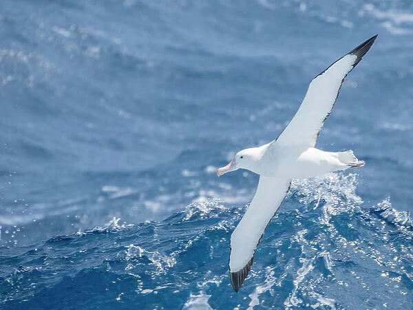 An adult wandering albatrosss (Diomedea exulans) in flight in the Drake Passage, Argentina, South America