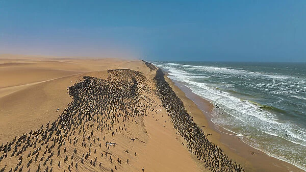 Aerial of massive numbers of Cormorants on the sand dunes along the Atlantic coast, Namibe (Namib) desert, Iona National Park, Namibe, Angola, Africa