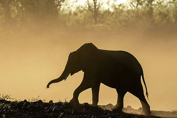 African elephant (Loxodonta africana) in silhouette, Mashatu Game Reserve, Botswana, Africa