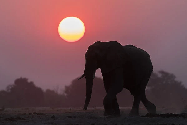 African elephant (Loxodonta africana) at sunset, Chobe National Park, Botswana, Africa