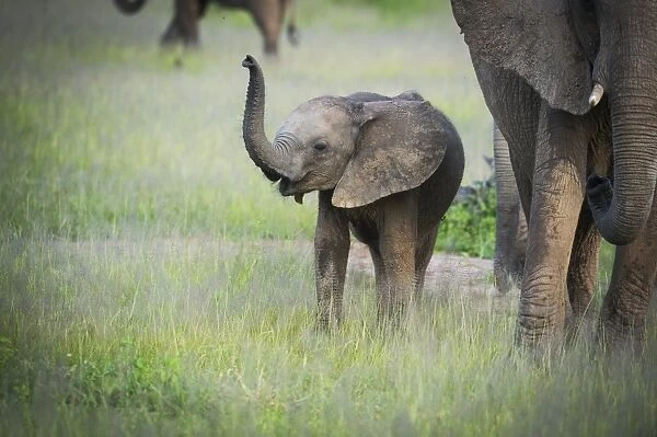 African elephant (Loxodonta) mother and calf, South Luangwa National Park, Zambia, Africa