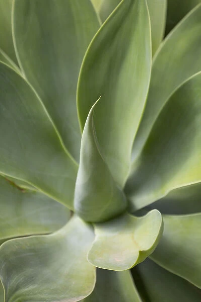 Detail of an Agave plant on the volcanic island of Fuerteventura, Canary Islands